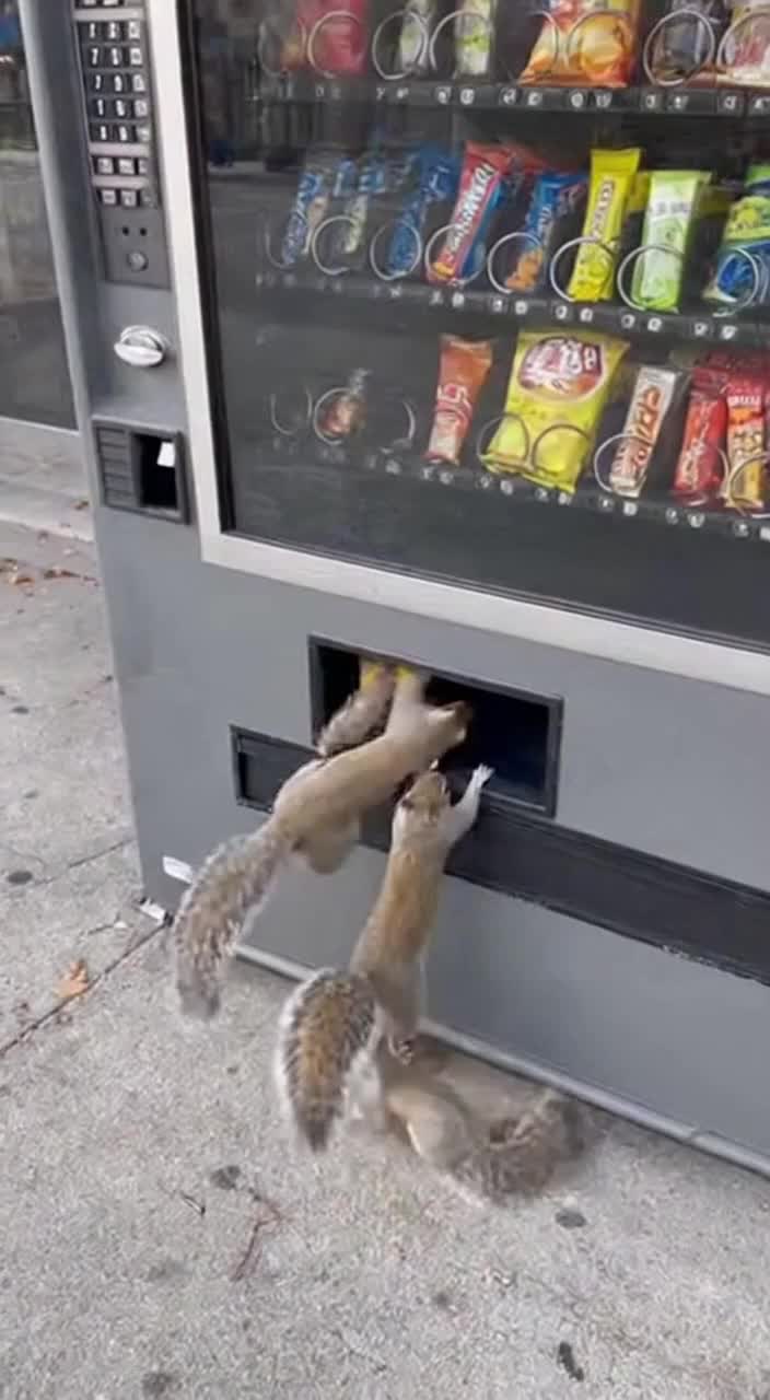 @Squirrel Guy