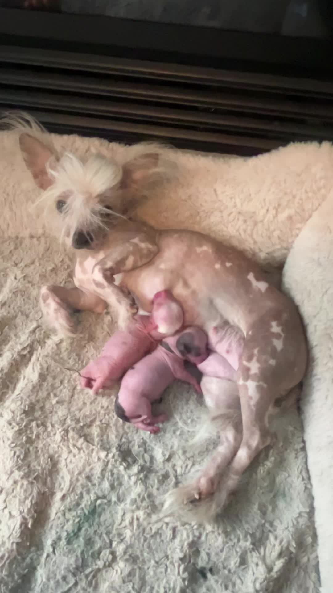 @Chinese Crested Cuties