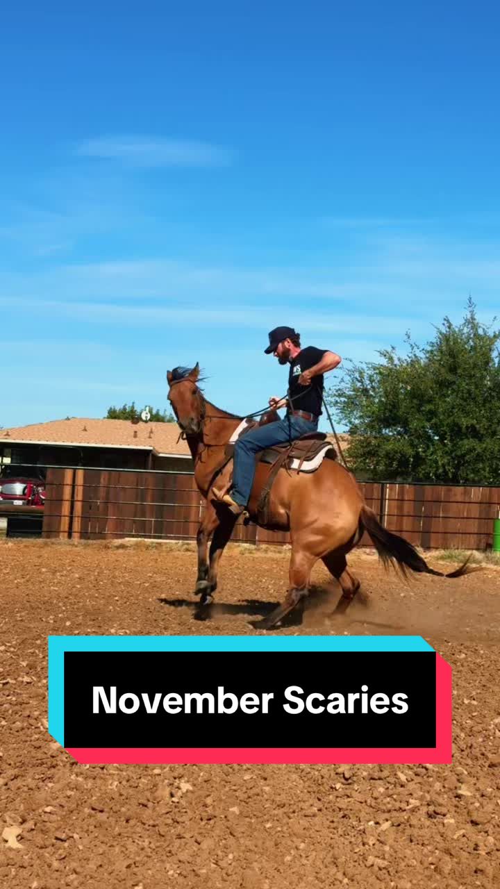 @WS Horses