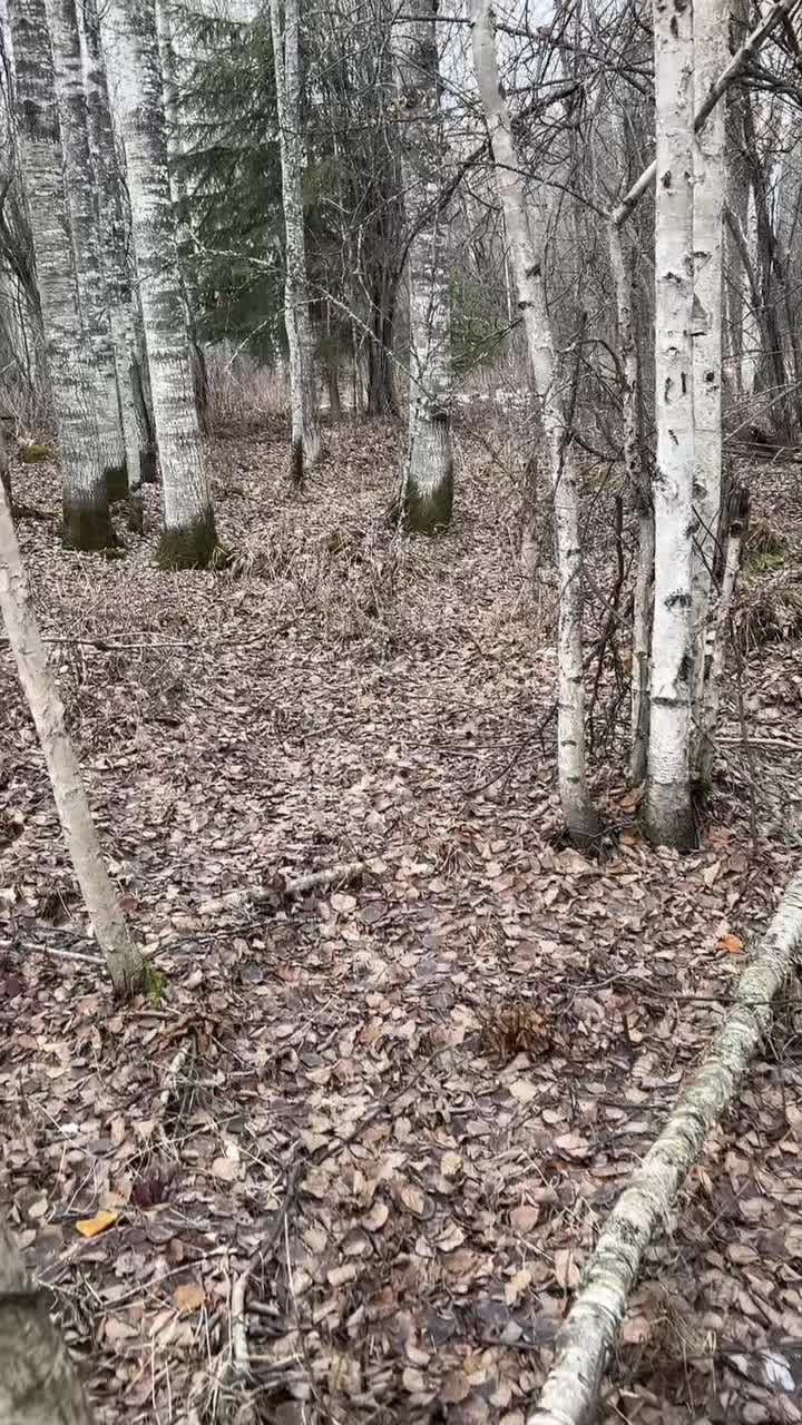 @WildBoreal 🇨🇦