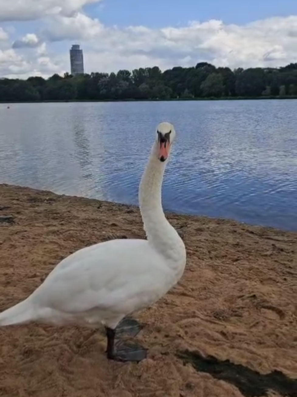 @parkw&auml;chter_bill