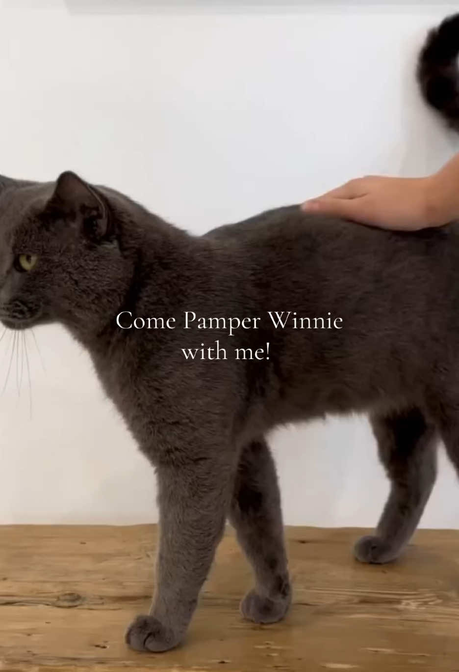 @CAT by Dr Lisa