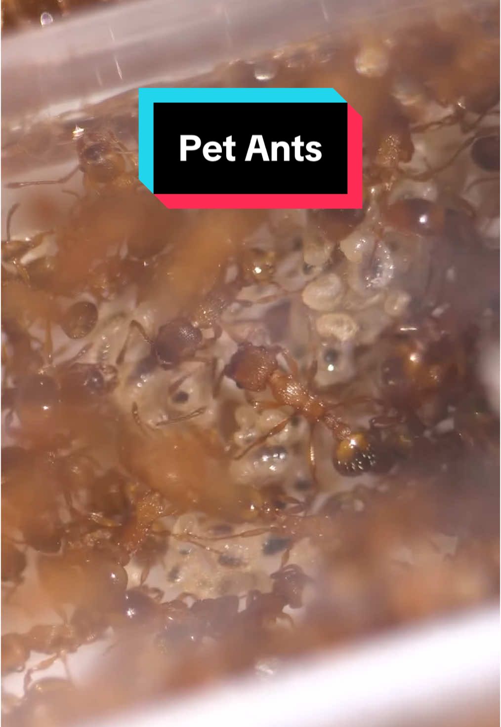 @antshq