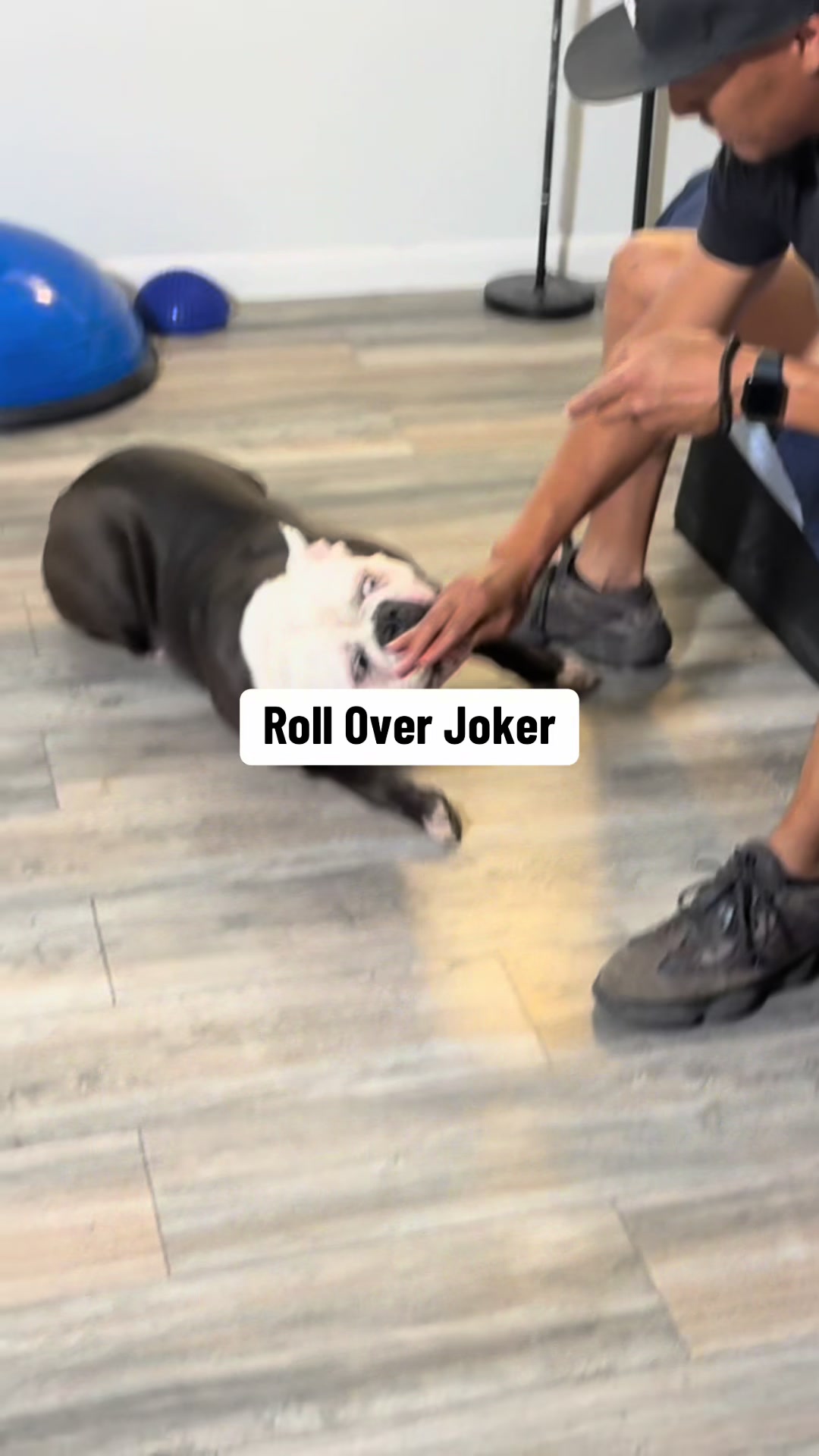 @Better Best Dog