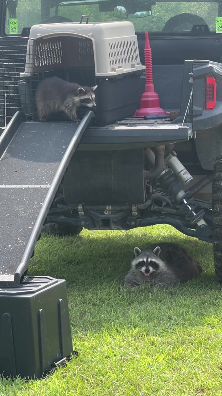 @BushBabyTheRaccoon