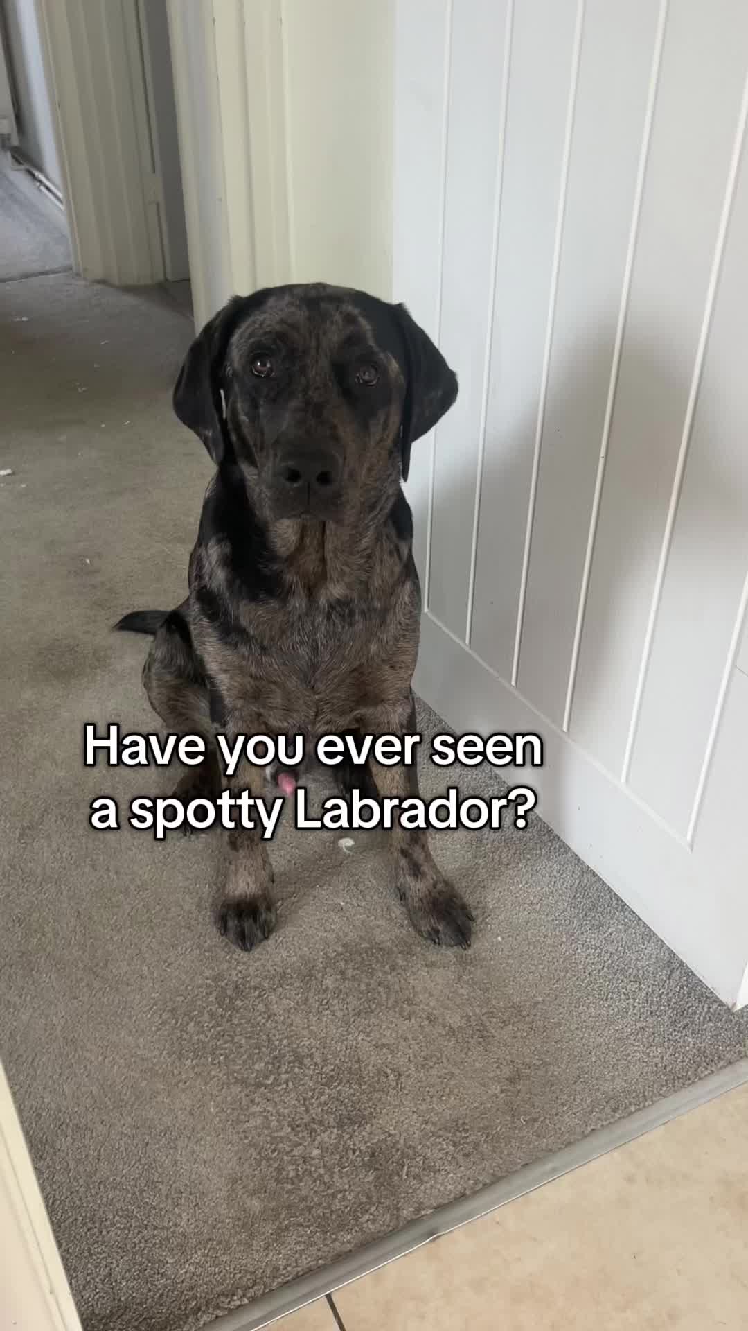 @Leotheleopardlab