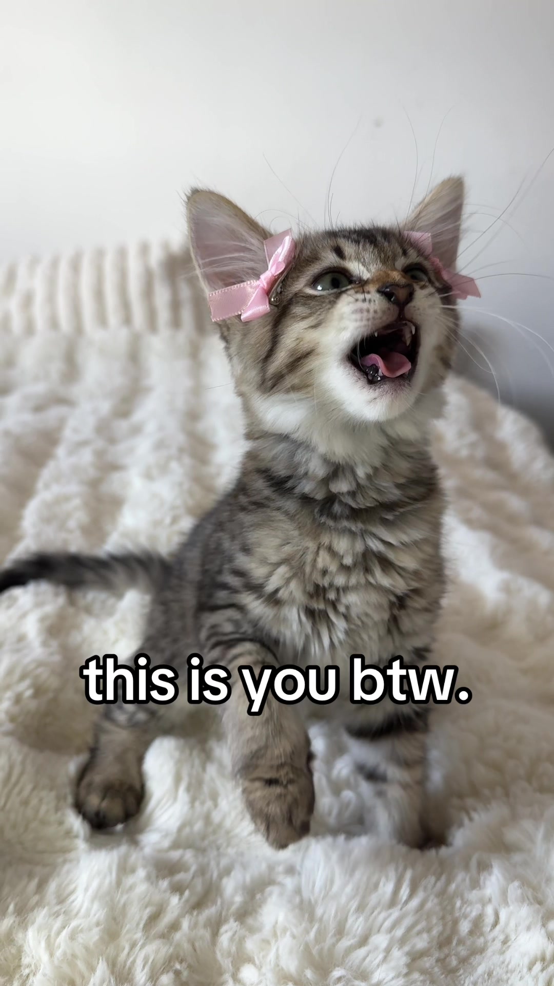 @Mia kittens