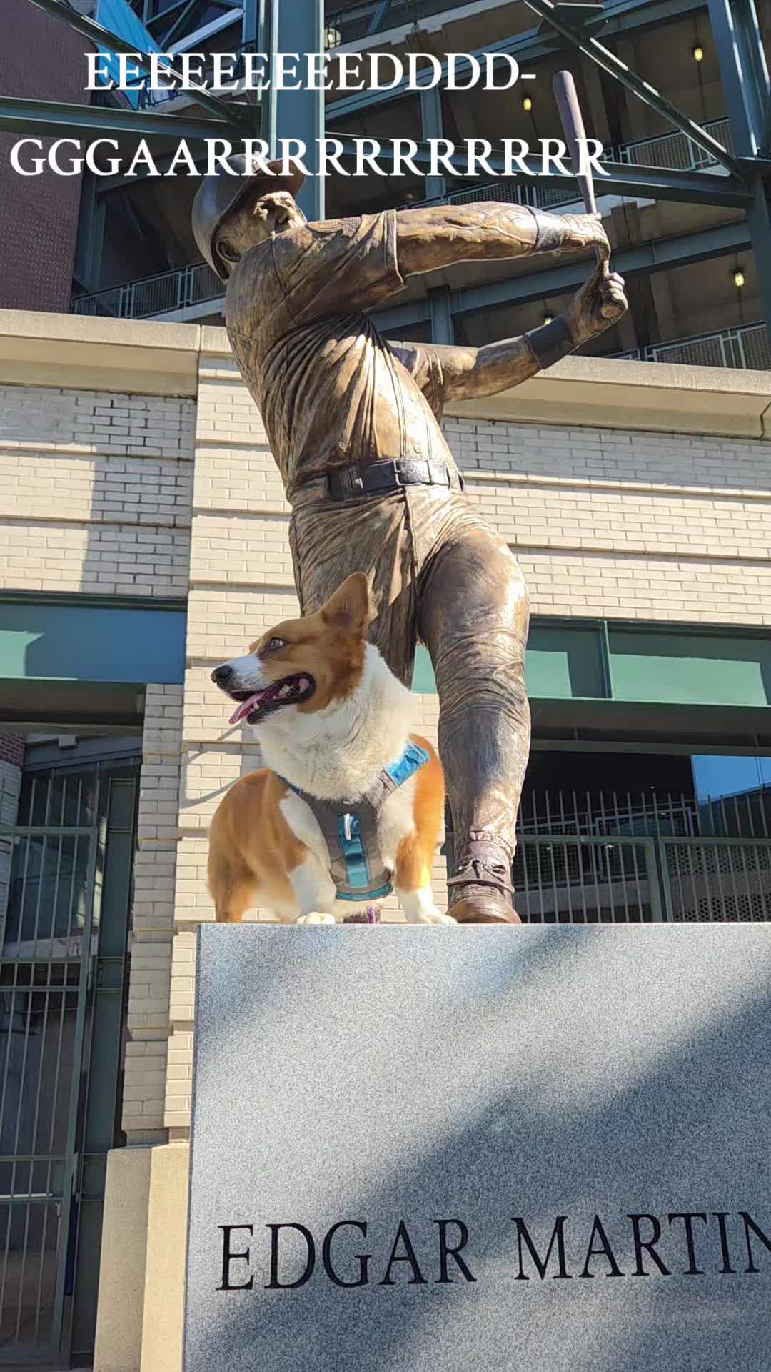 @PNW Pembroke Welsh Corgis