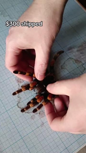 @TarantulaBox