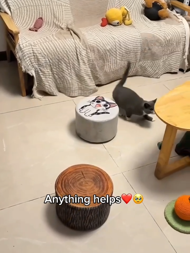 @Purry Paws