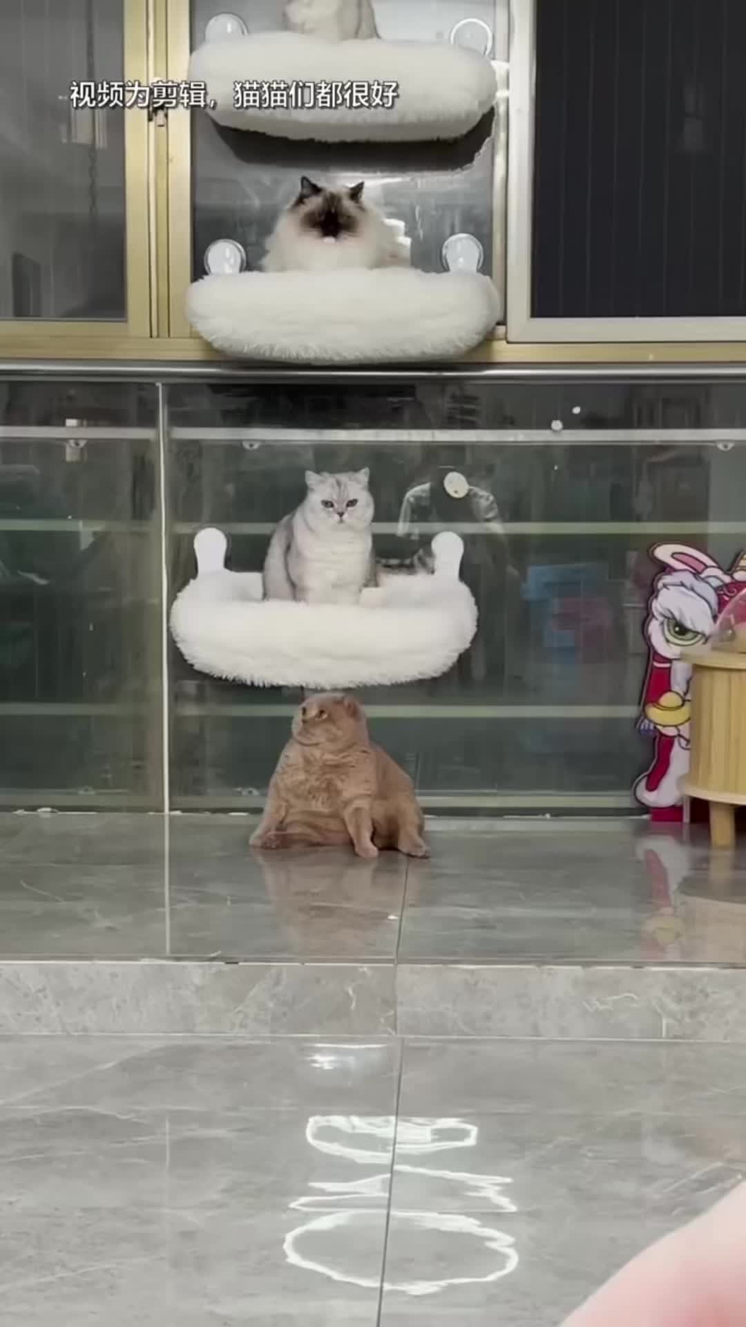 @🤣Cute Funny Pets🤣