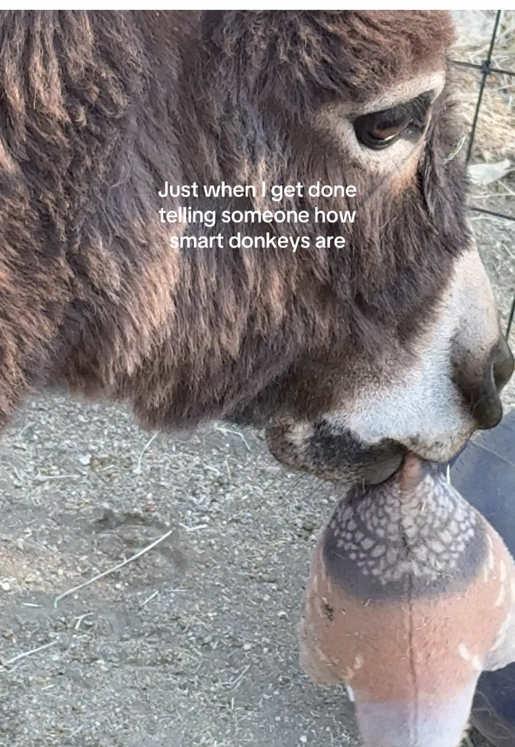 @mojaveminidonkeys