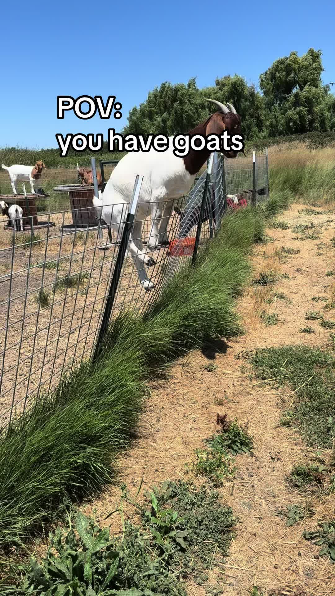@Riverraisedboergoats