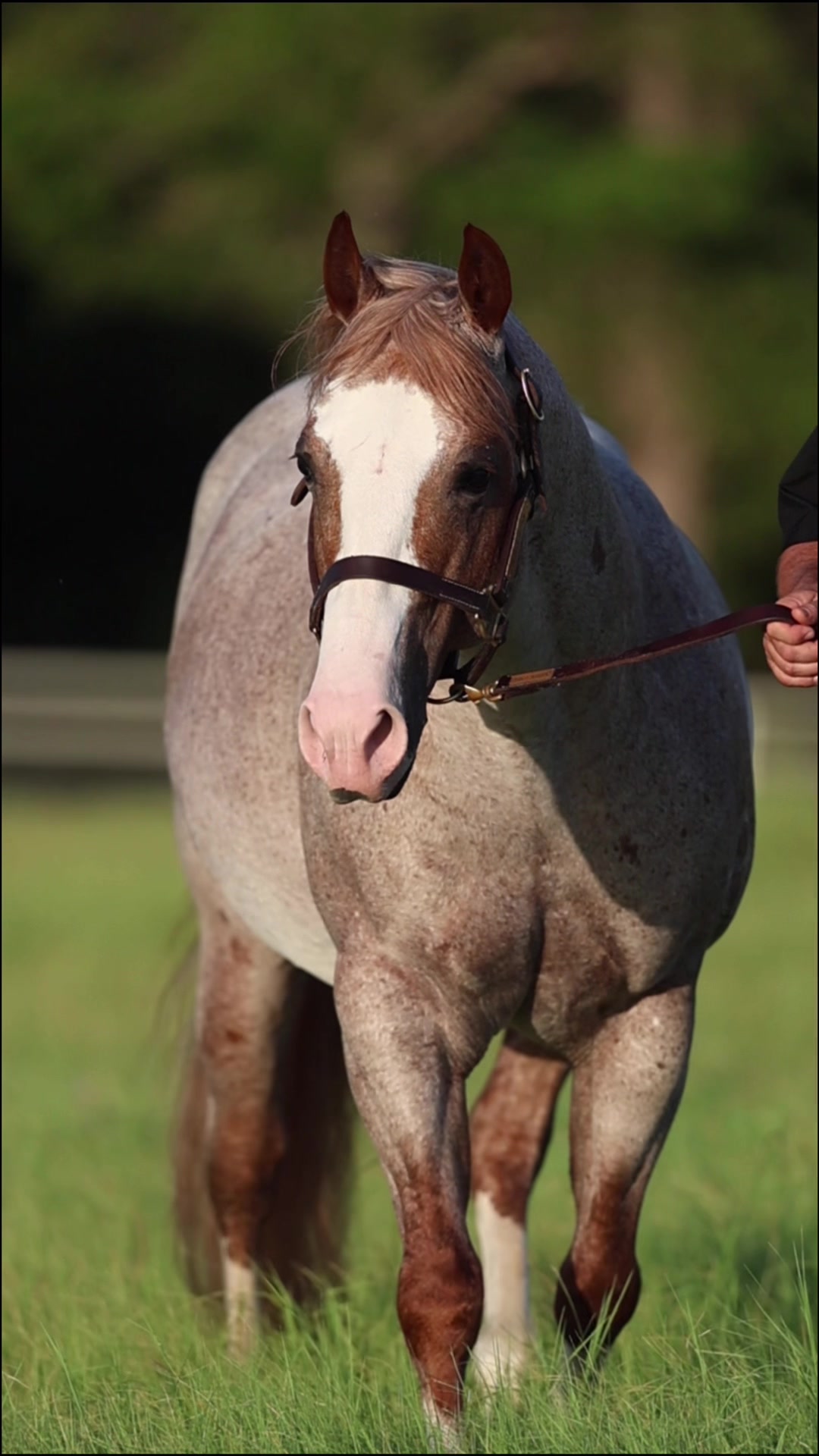 @Solo Select Horses