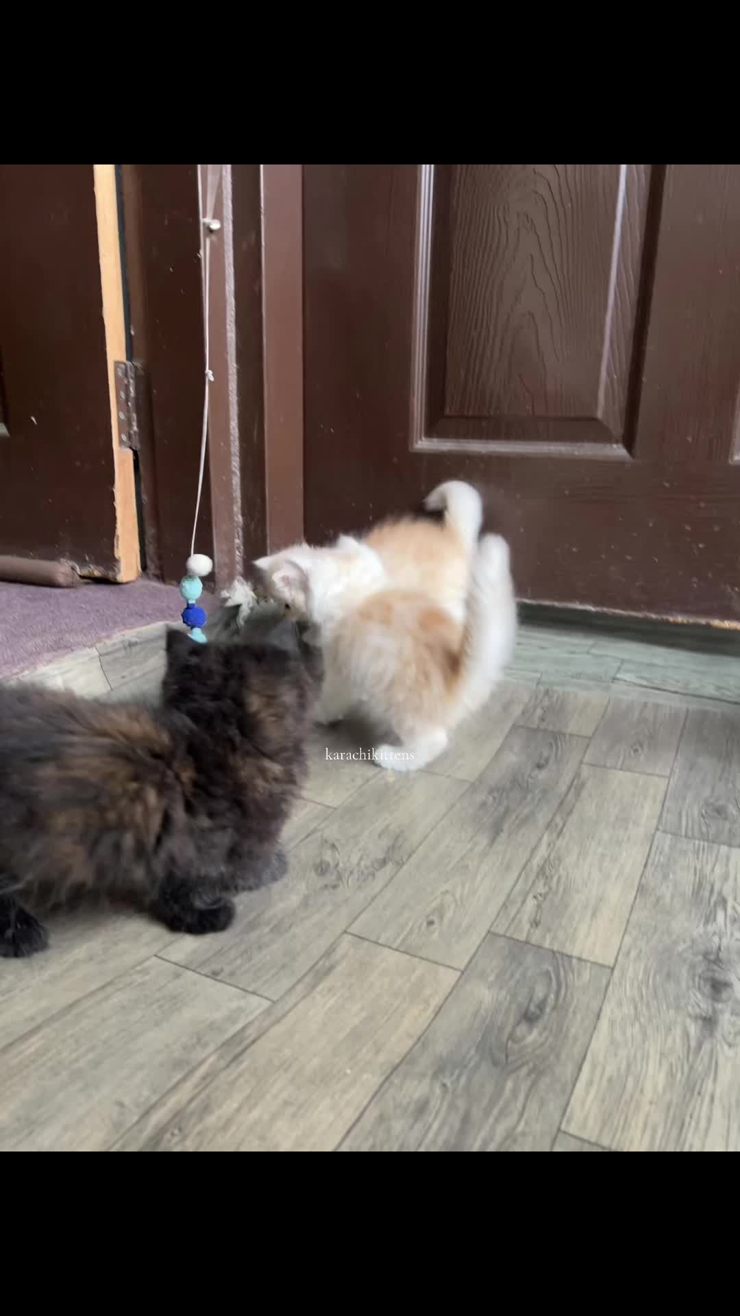 @karachikittens