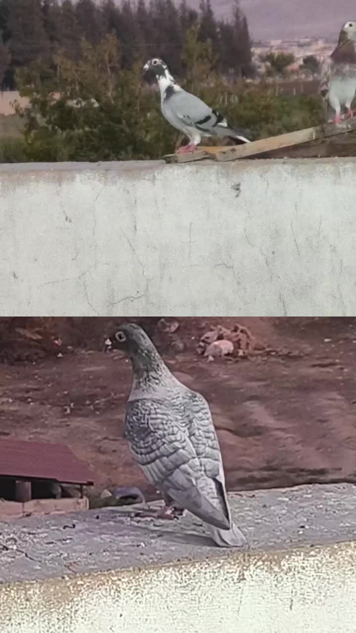 @Mustafaa Dolğun