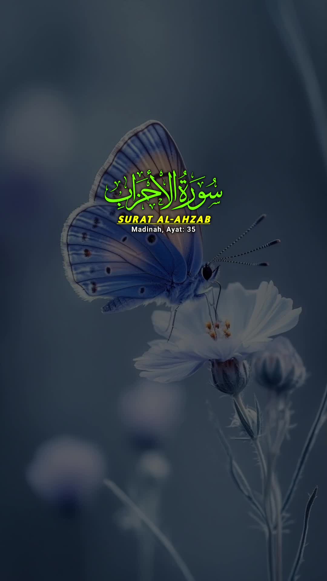 @🇸🇦🇸🇦 MUDASSIR ANSARI  ❤️❤
