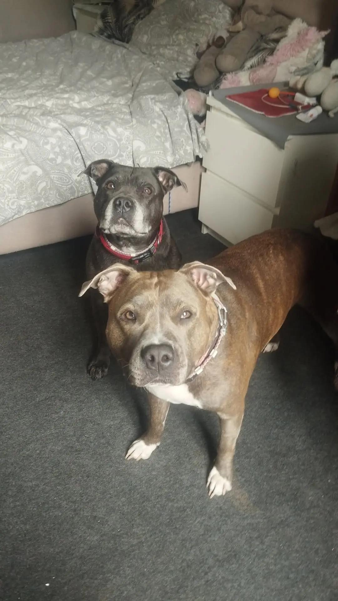 @Saphirlastaffy