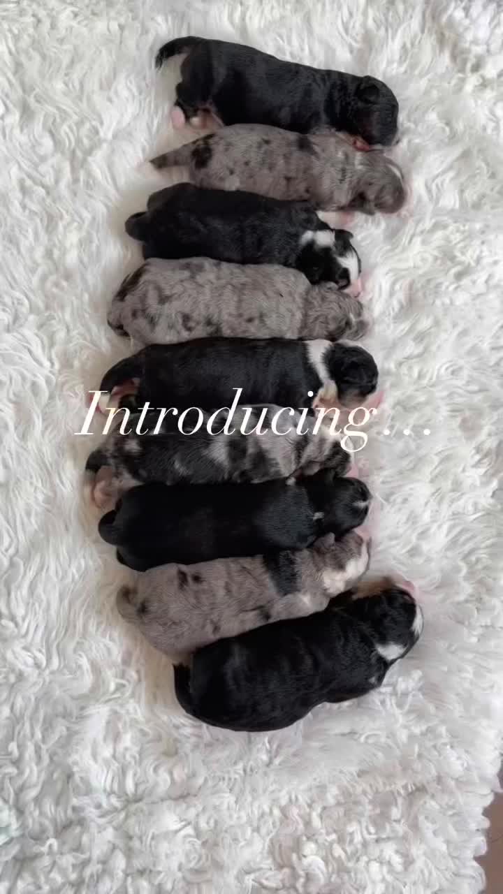 @uniquecanines