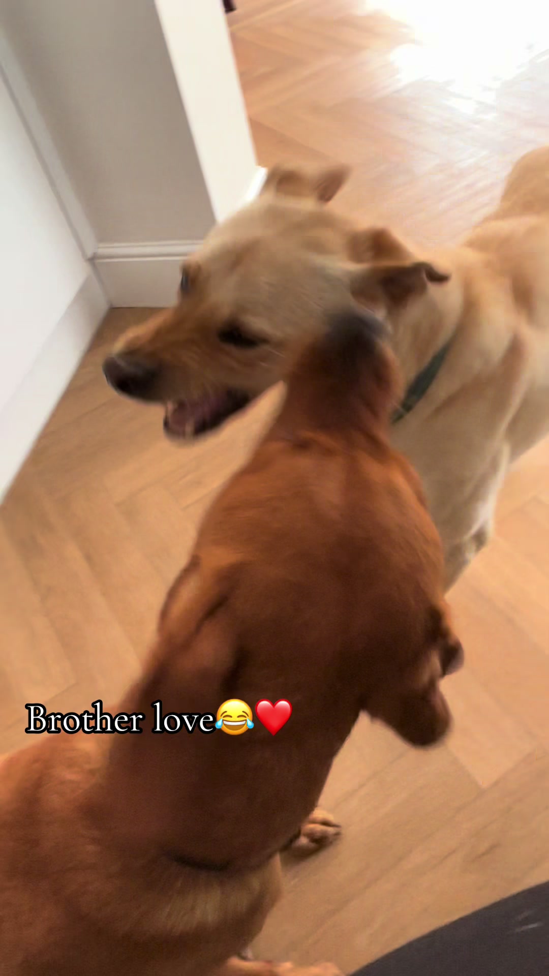 @Thor and Odin the labs