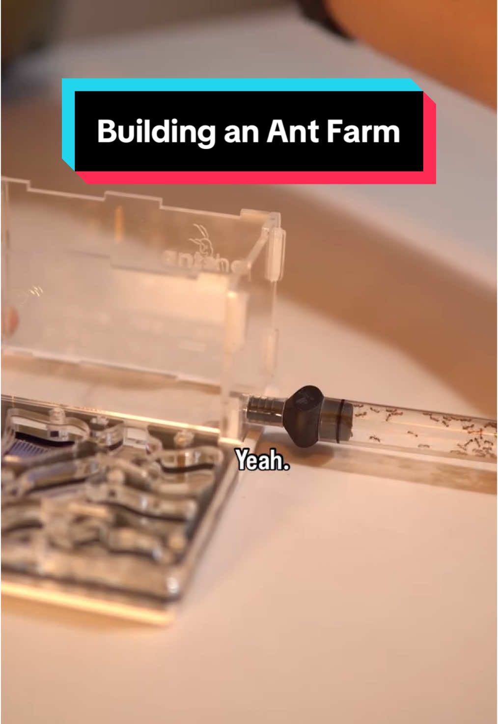 @antshq