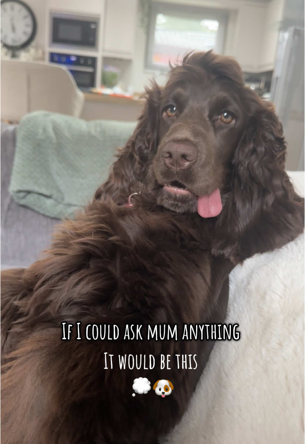@Honey_The_Show_Cocker 🤎🐾🤎