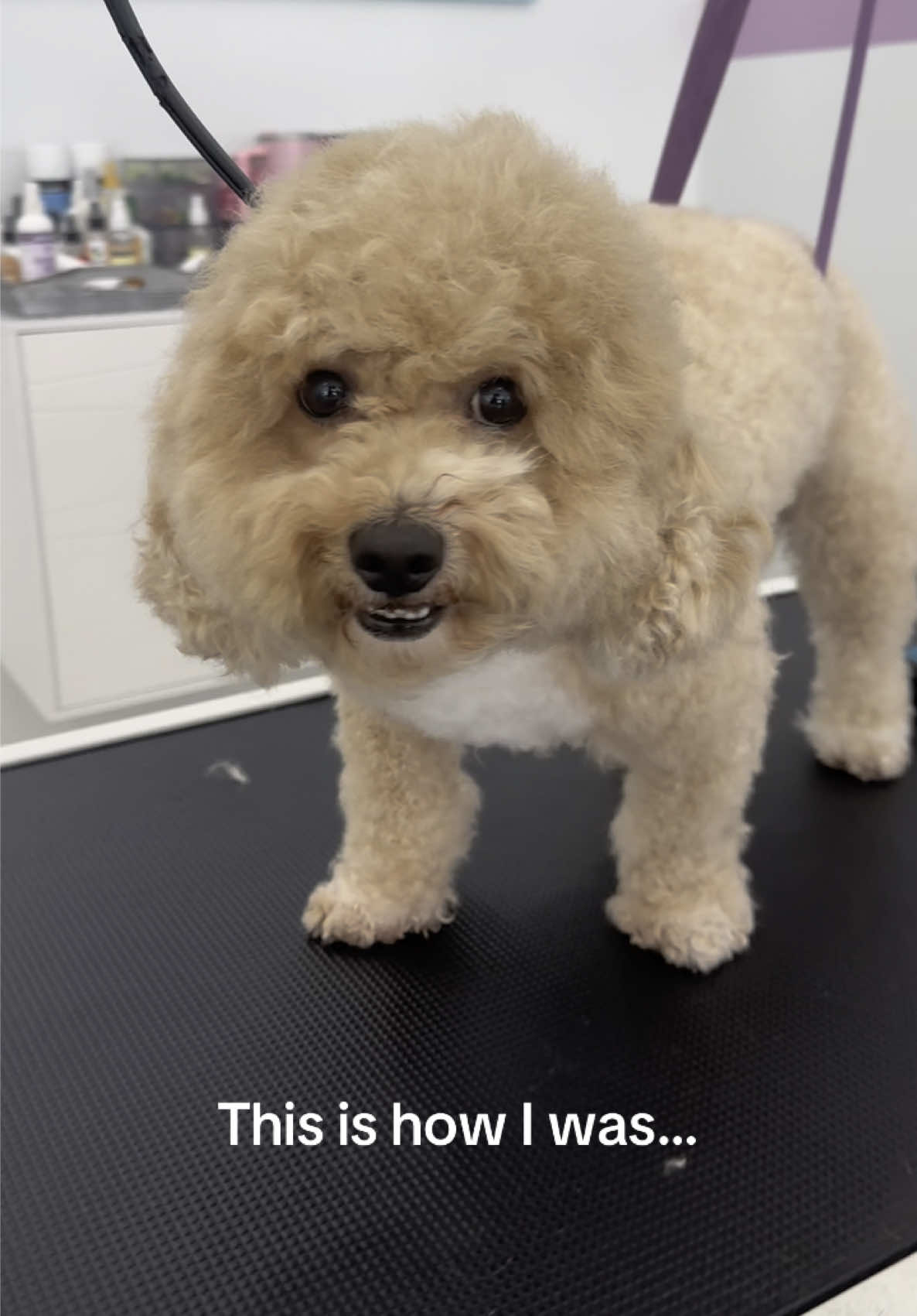 @Sincere Groomer