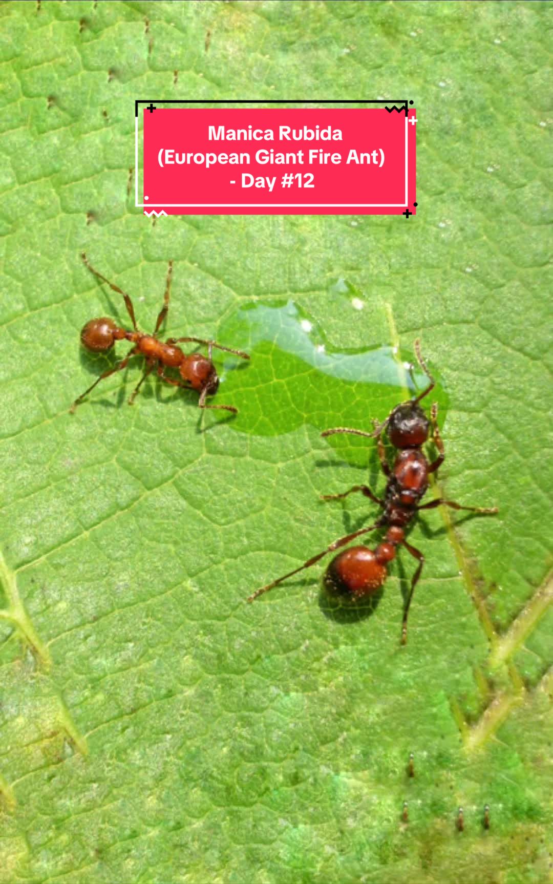 @Henry Th&iacute;ch Nu&ocirc;i Kiến 🐜