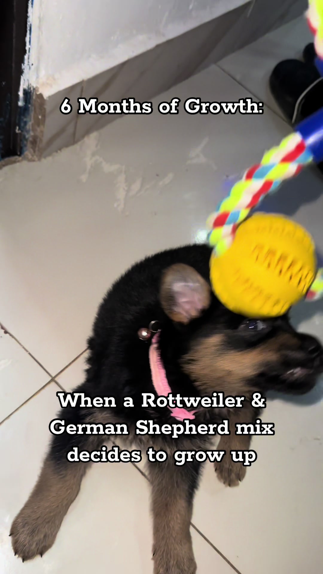@Nala & Eshe 🦴🐶