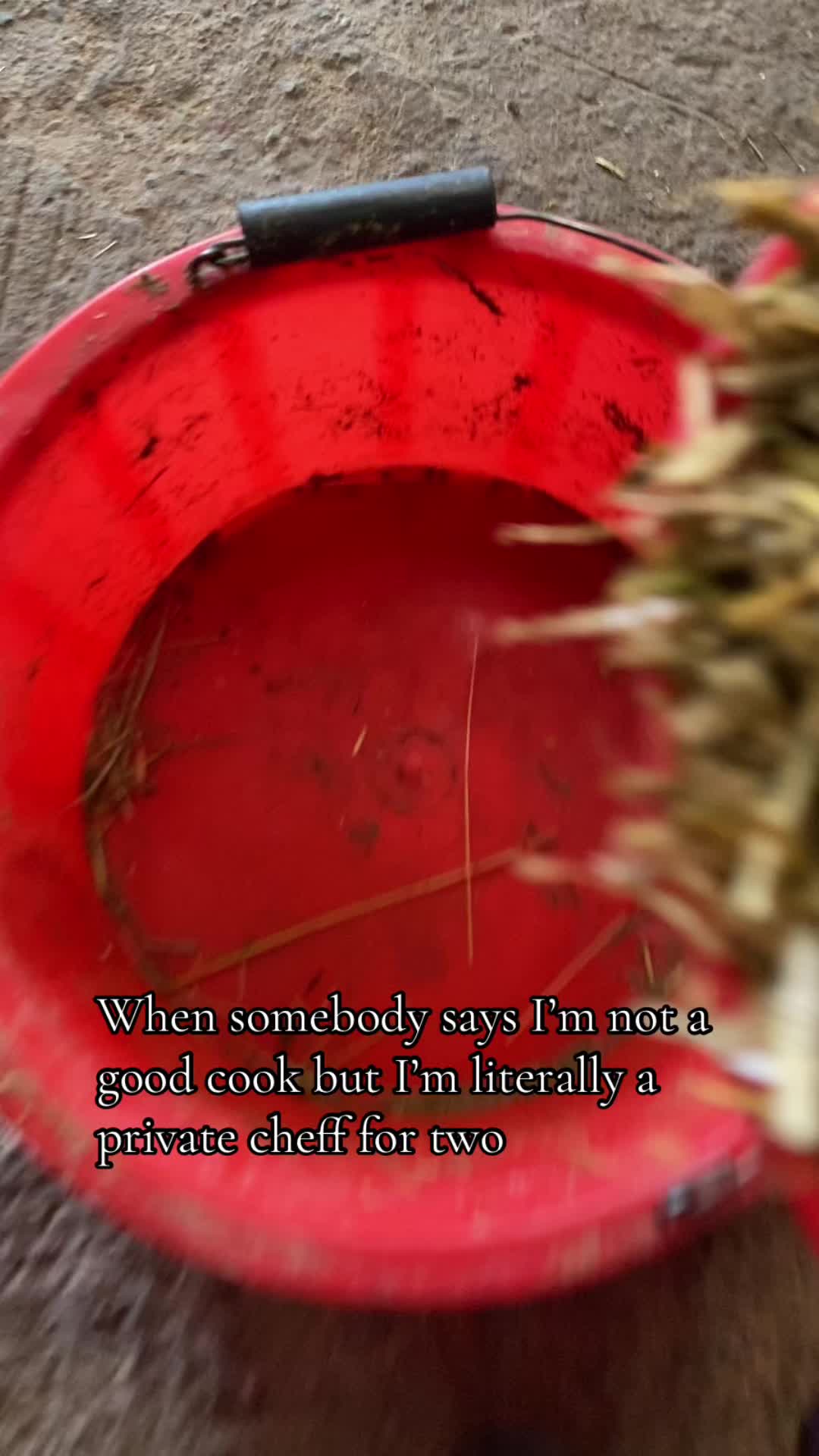@Lily 🐴🚜🦆
