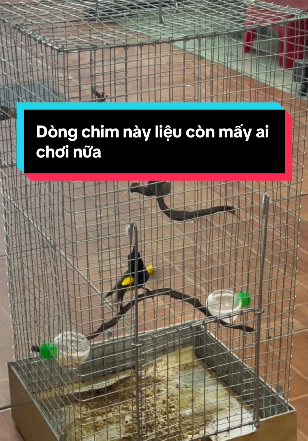 @fb: trương quốc kh&aacute;nh🐍