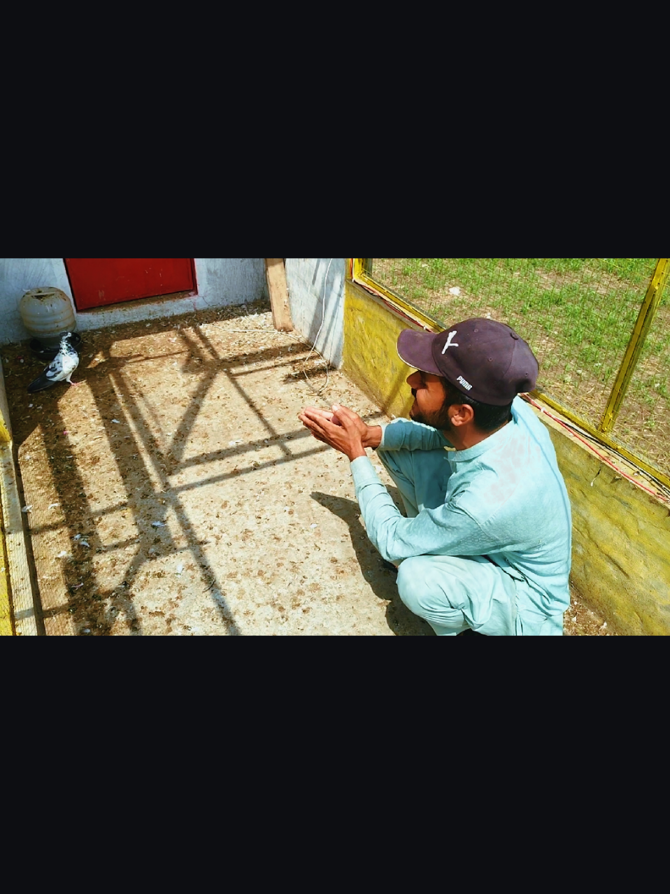 @Babar Pigeons Club