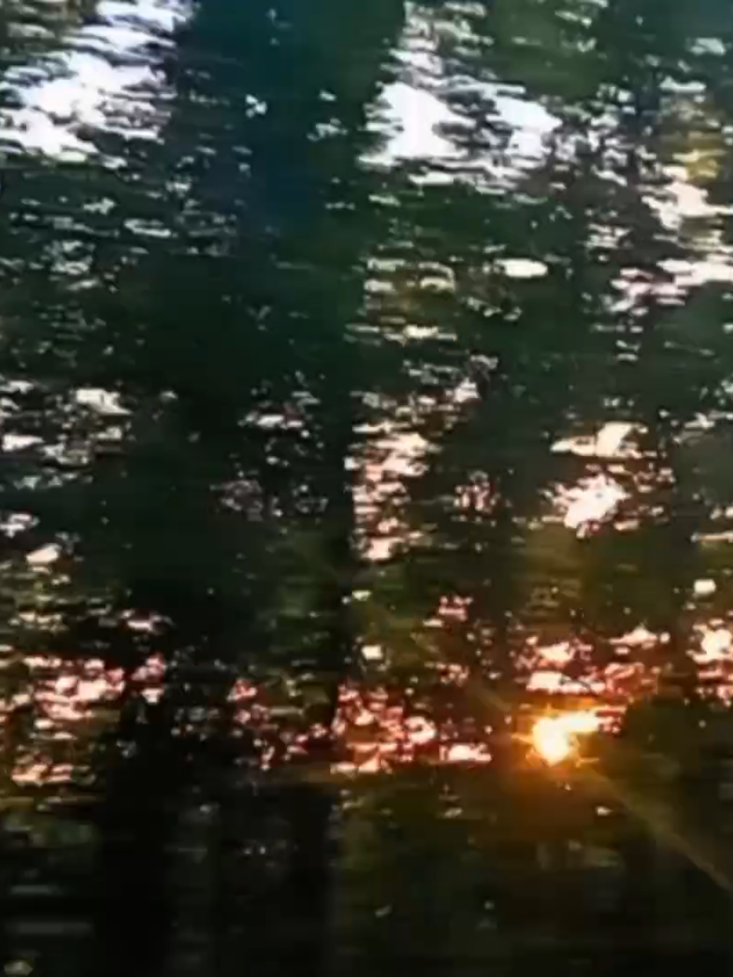 @🌲utførelsen av skogen⚔️