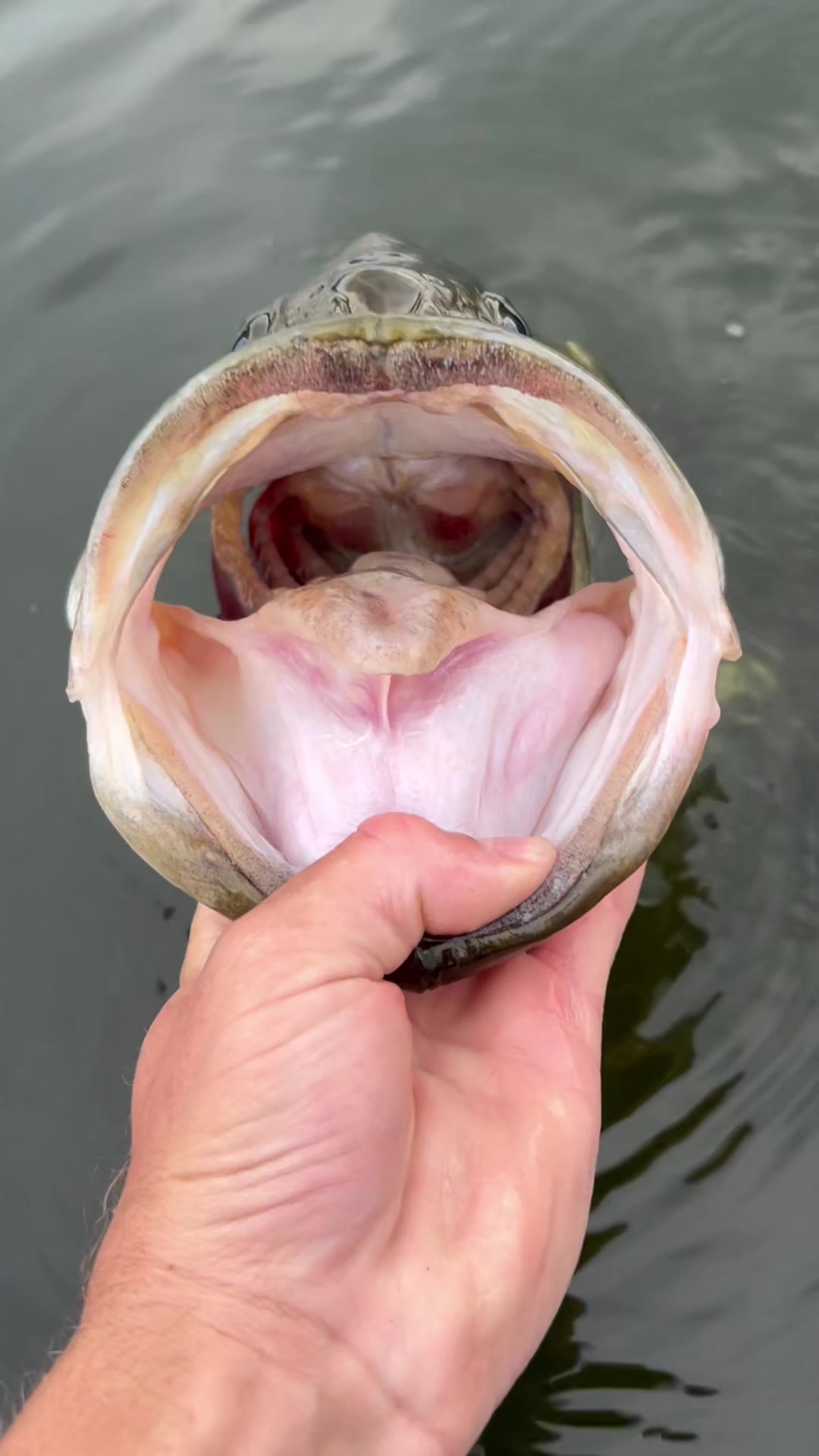 @HookedupSean🦈