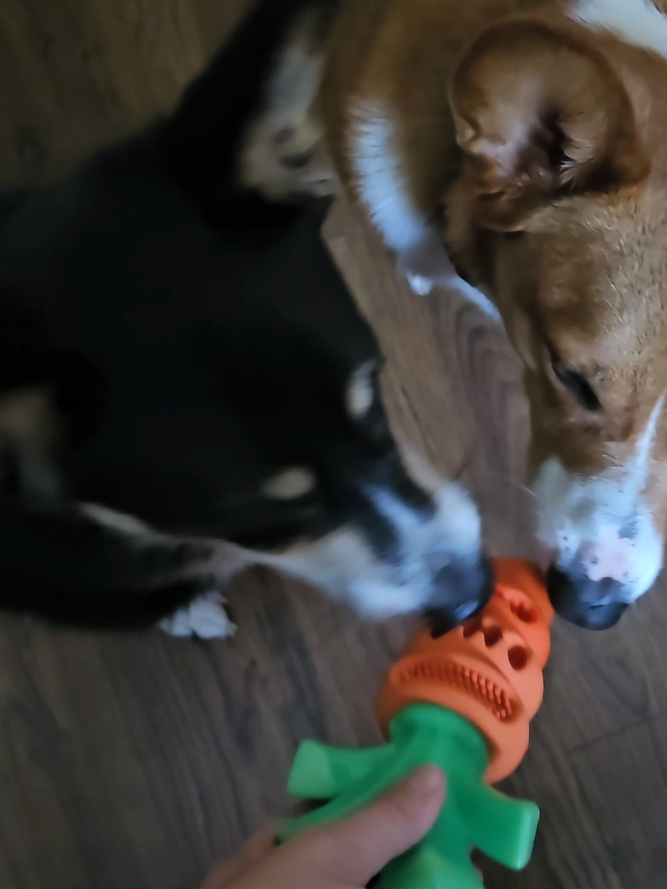@Chelsea | Corgi Mom 🐾