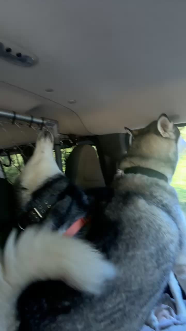 @Derpydogbus