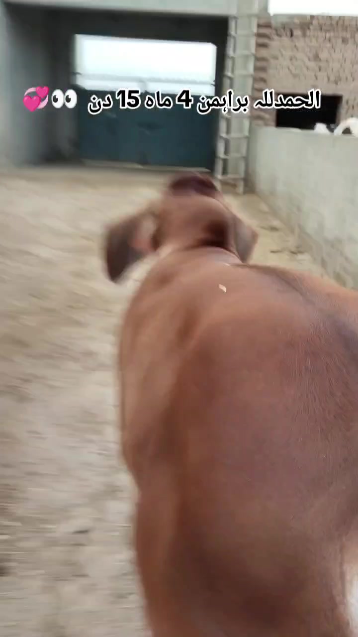 @The Brahmans Farming