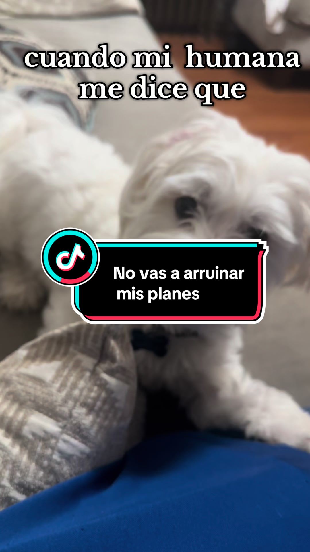 @Patricia💜Leo mi hijo de 4🐾💜