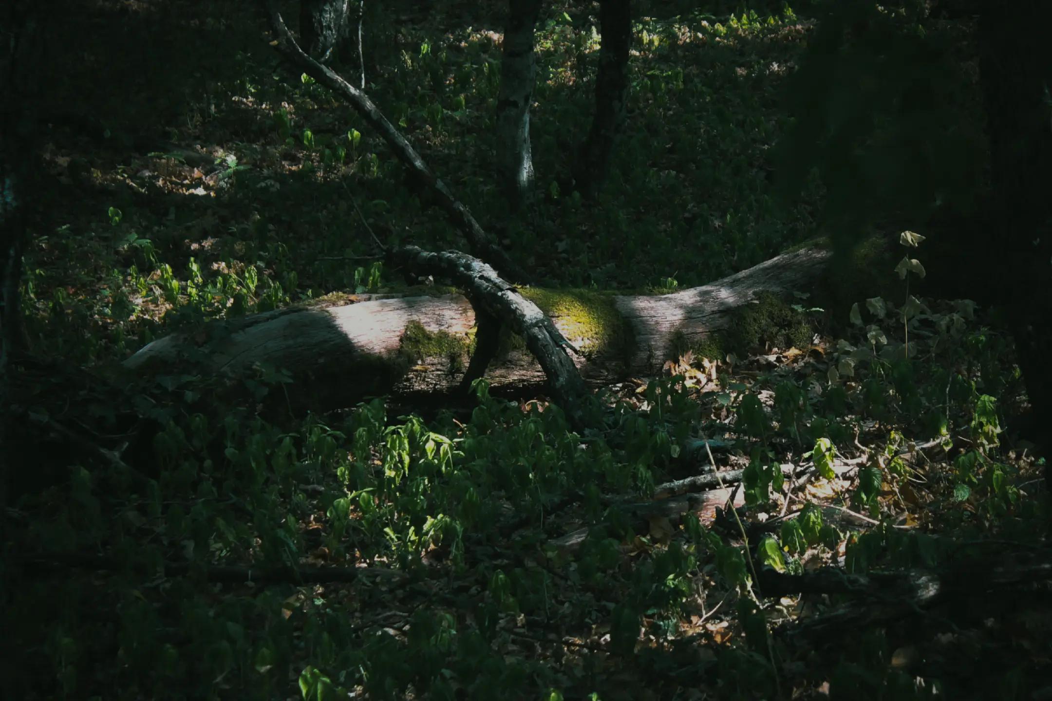 @🌲utførelsen av skogen⚔️