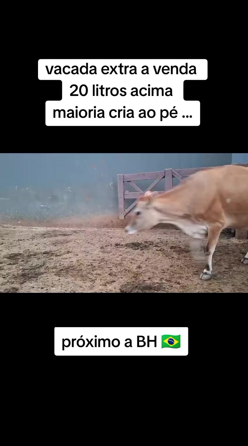 @marketing_do_gado