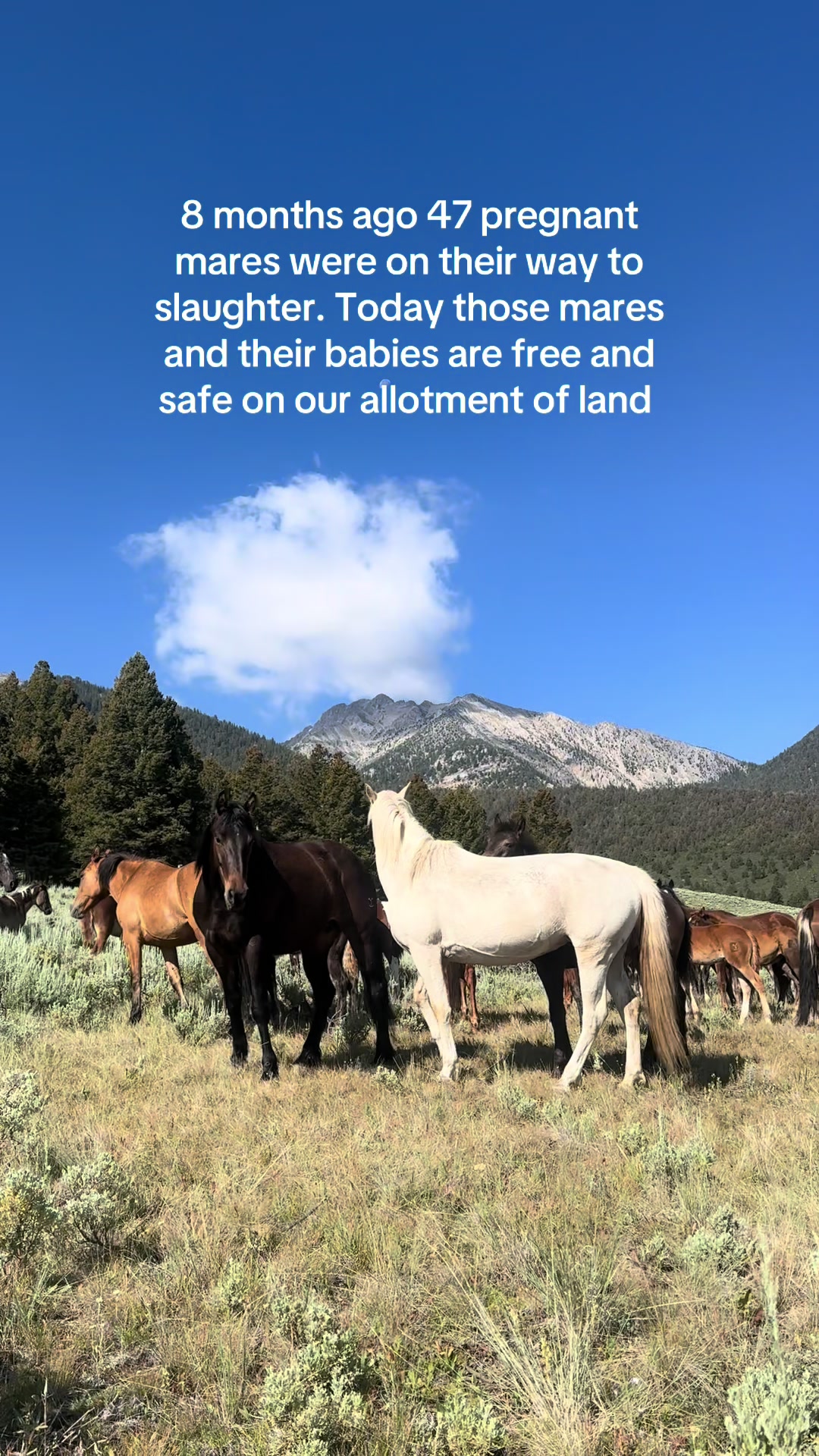 @RewildingAmericaNow