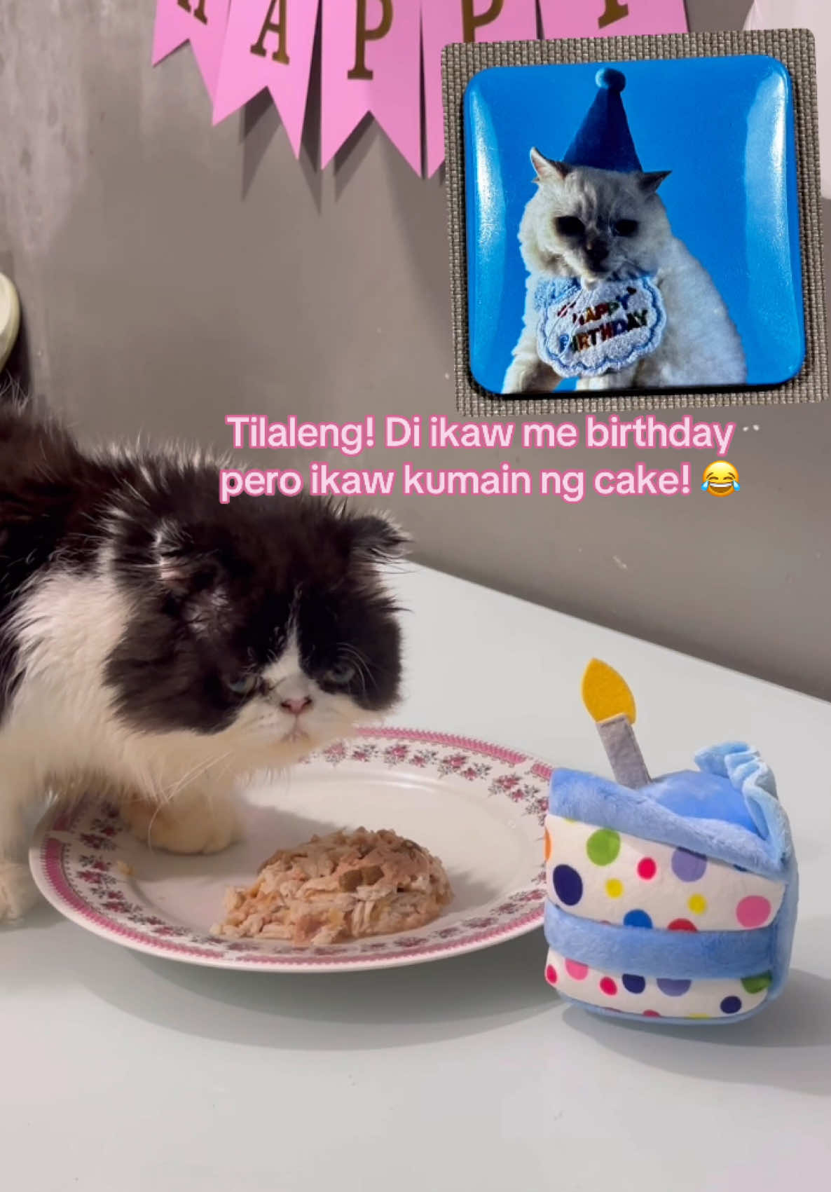 @Asitwas&ensp;the&ensp;cat