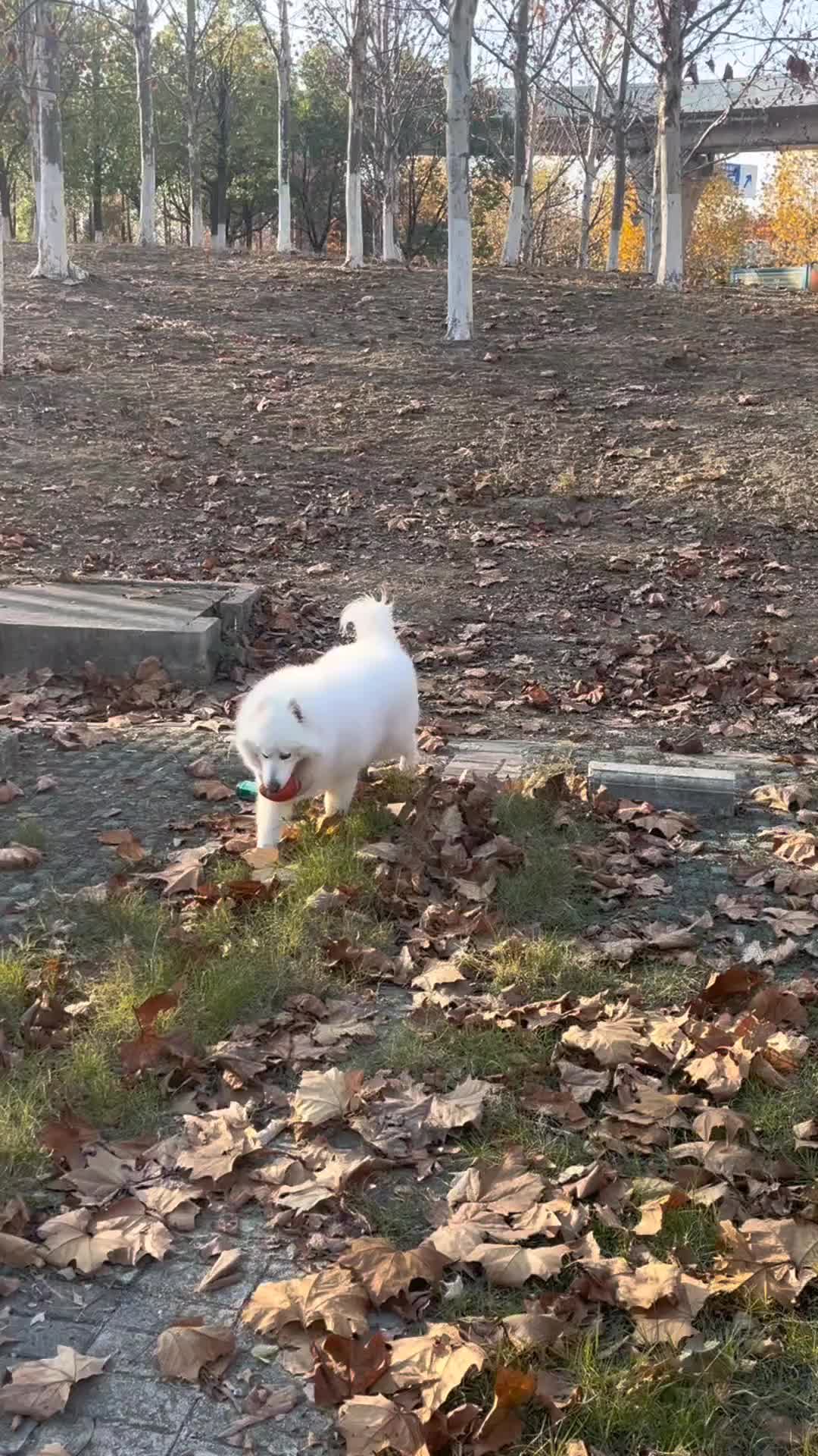 @LuckyPaws