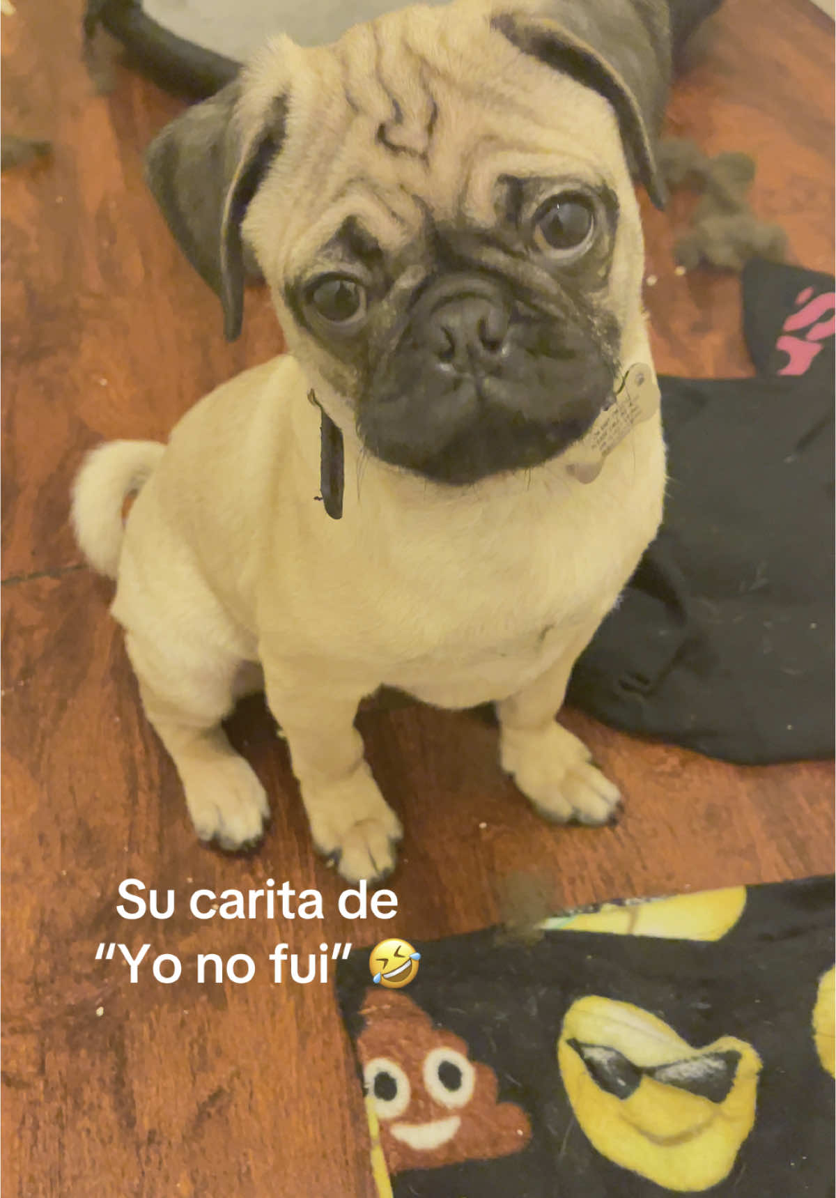 @Pogi y maganda pugs