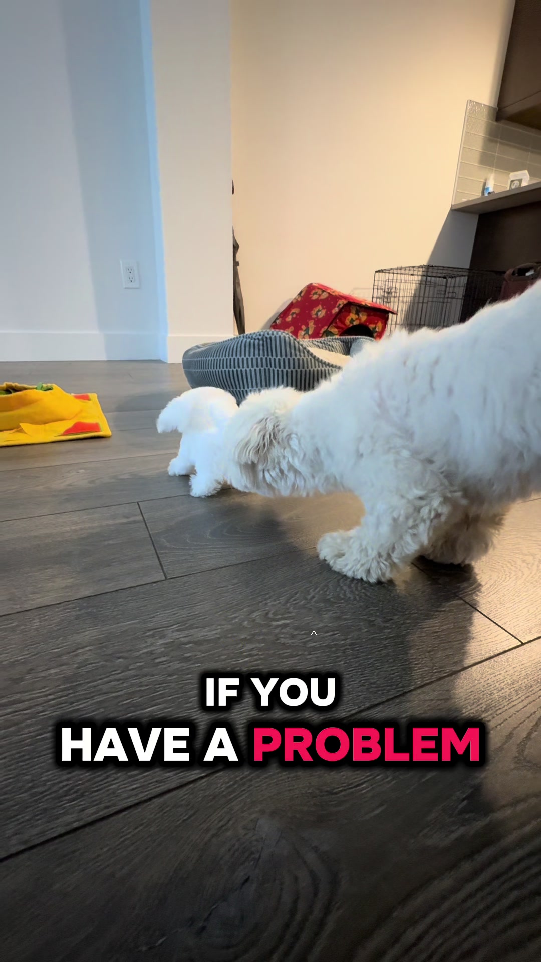 @theluckymaltese