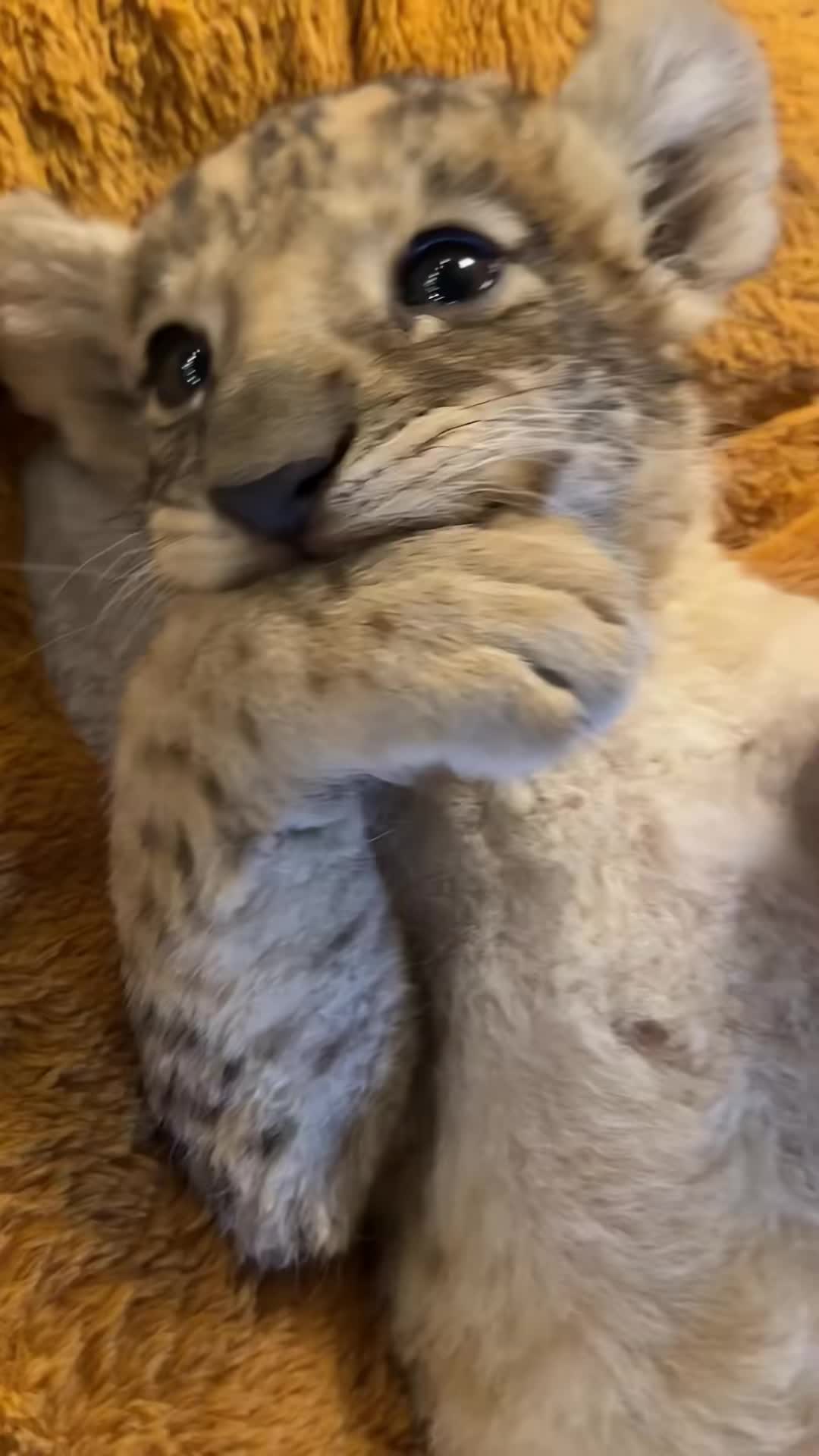@animalmemester