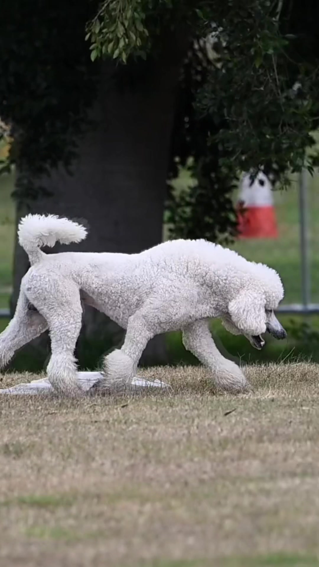 @pandorasboxofdogs