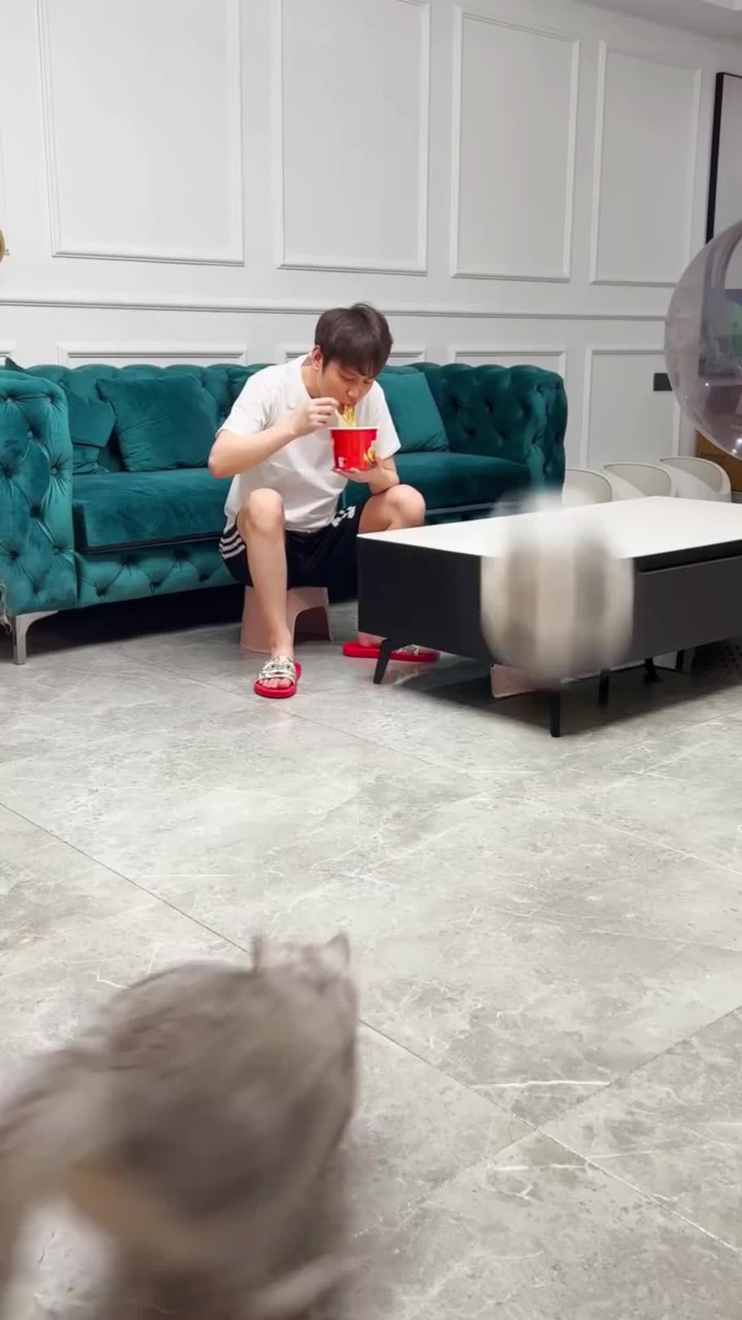 @🤣Cute Funny Pets🤣
