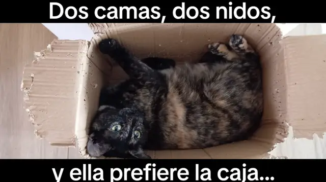 @Aniela