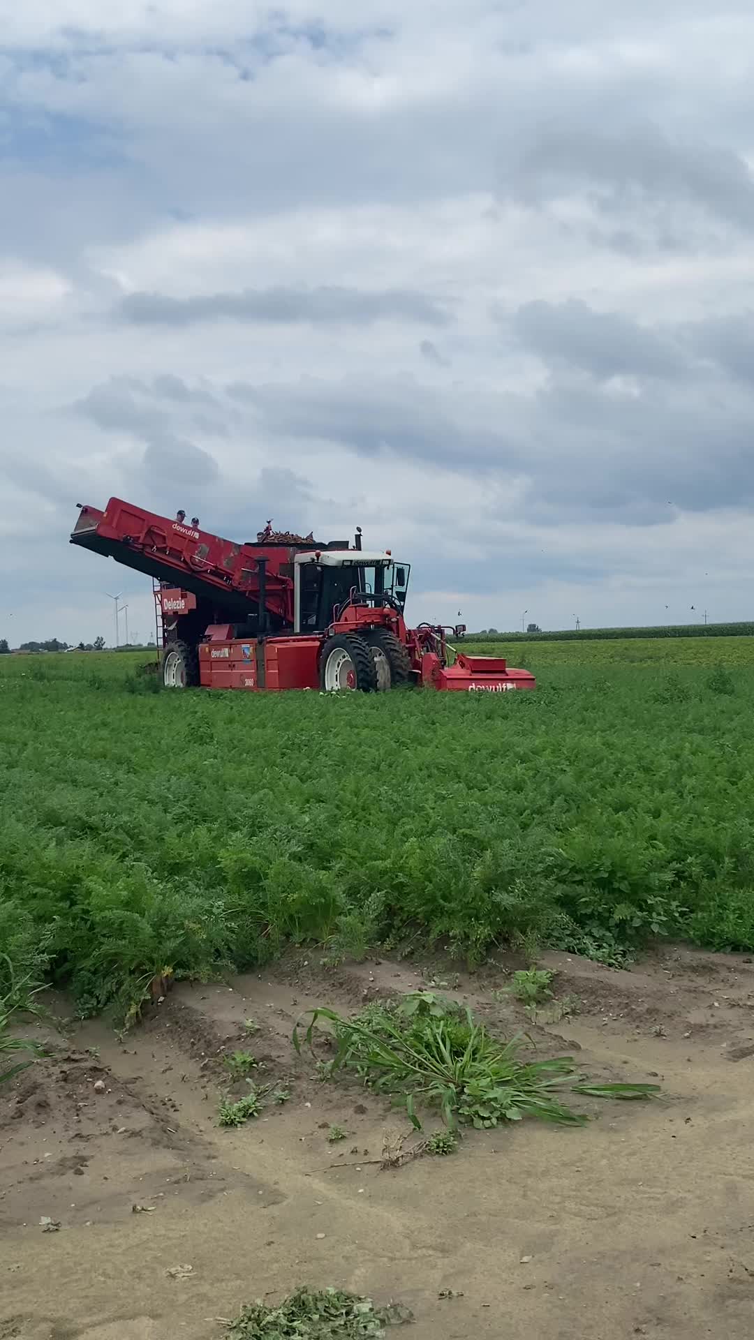@Ćwikła agro